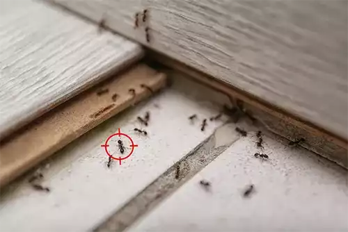 Ant Control 2 Ant Control Melbourne