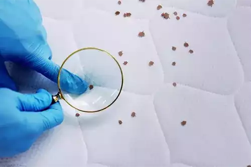 Bed Bug Management in Commercial Facilities 2 Bed Bug Management in Commercial Facilities