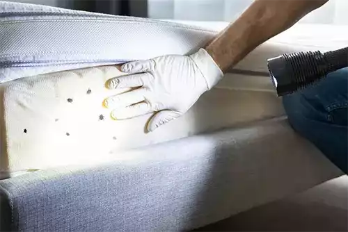Bed Bug Treatment 2 Bed Bug Treatment Melbourne