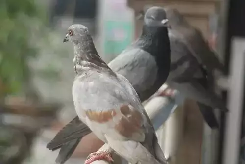 Bird Control Services 2 Bird Control Services