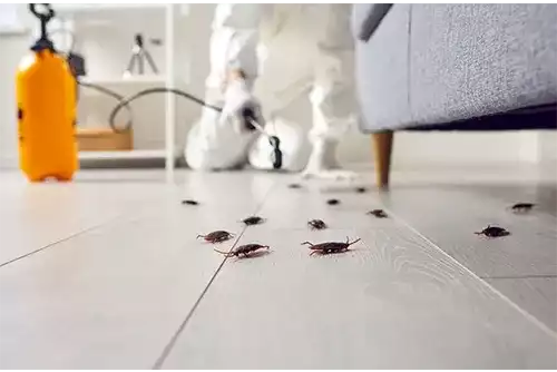 Cockroach Control 2 Cockroach Control Melbourne