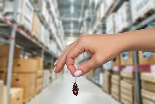 Cockroach Control in Commercial Settings 2 Cockroach Control in Commercial Settings