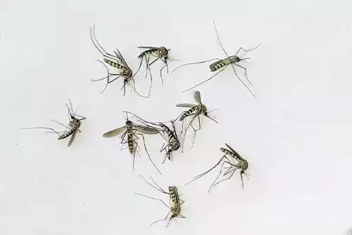 Mosquito Control Programs 2 Mosquito Control Programs