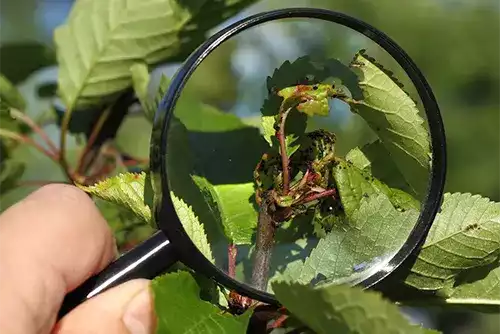 Pest Monitoring & Reporting for Compliance 2 Pest Monitoring Reporting for Compliance