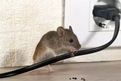 Rodent Control (Mice & Rats) 2 Rodent Control Mice Rats Melbourne