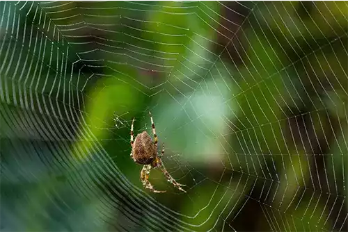 Spider Control 2 Spider Control Melbourne