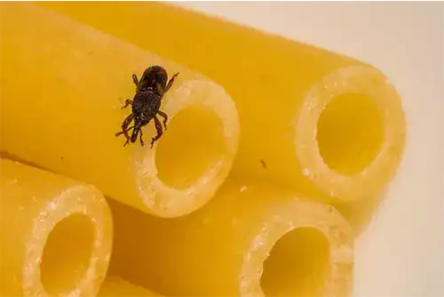 Stored Product Pest Management 2 Stored Product Pest Management