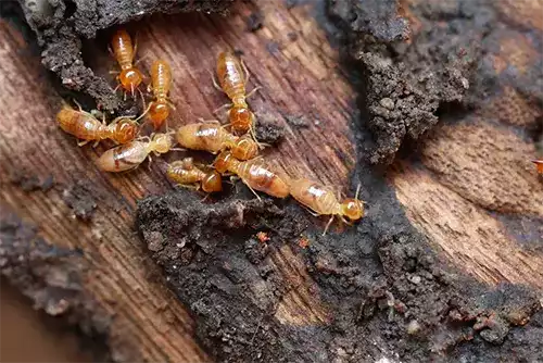 Termite Control for Commercial Buildings 2 Termite Control for Commercial Buildings