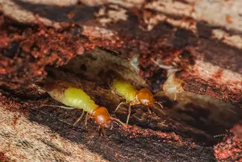 Termite Inspection & Treatment 2 Termite Inspection Treatment Melbourne