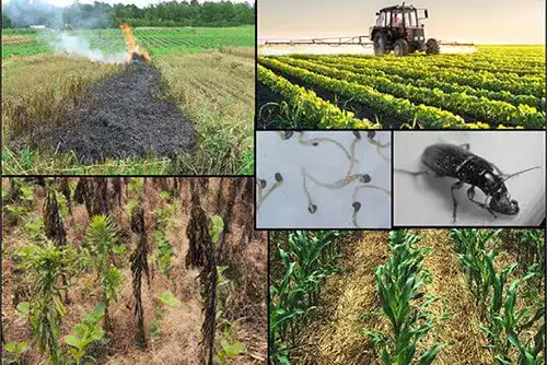 Vegetation & Weed Management Around Facilities 2 Vegetation Weed Management Around Facilities
