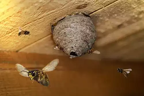 Wasp & Bee Removal 2 Wasp Bee Removal Melbourne